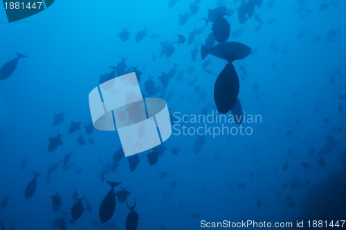 Image of school of fish in deep ocean waters