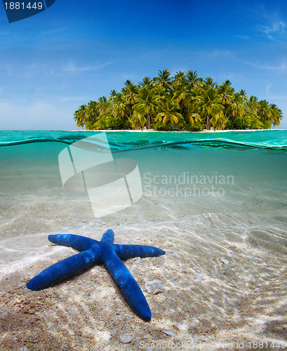 Image of Underwater life near beautiful island