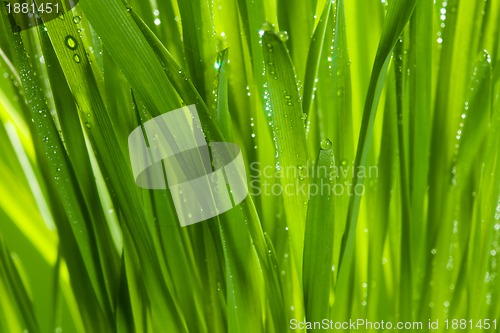 Image of green grass after rain