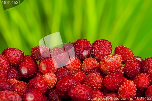 Image of many wild strawberries on green