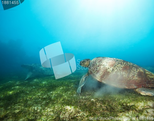 Image of Couple turtles in deep water