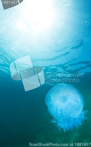 Image of jellyfish and water surface