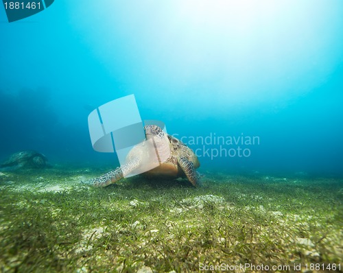 Image of Big beautiful sea turtle