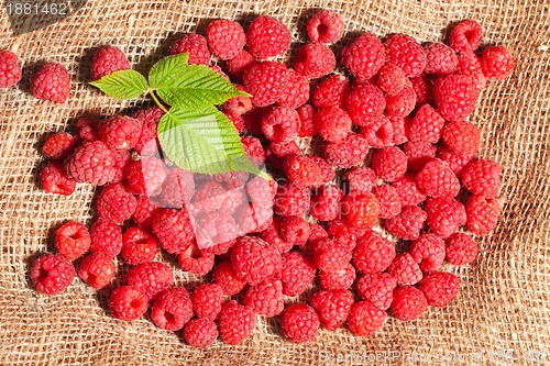 Image of ripe raspberries on sack fabric