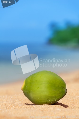 Image of green coconut fell on beach