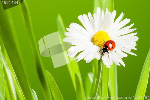 Image of beautiful chamomile with ladybug