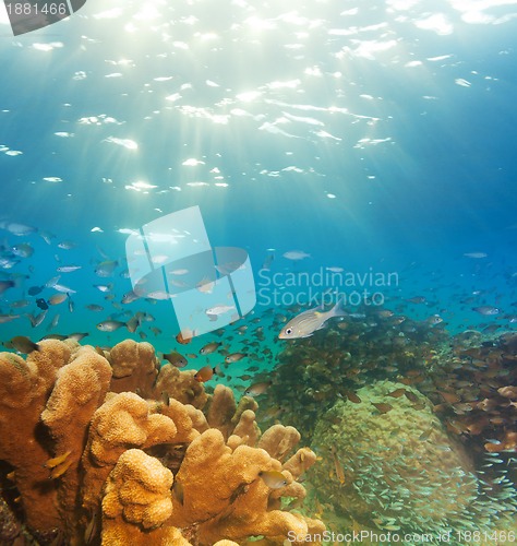 Image of exciting underwater panorama