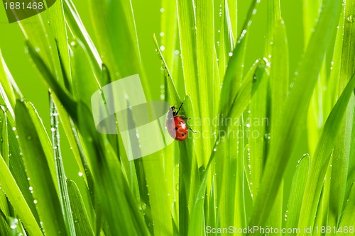 Image of beautiful ladybug on the green grass