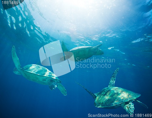 Image of school of sea turtles migrating