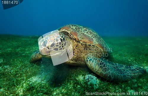 Image of Huge turtle eating seaweed underwater