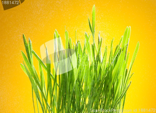 Image of fresh green grass on yellow