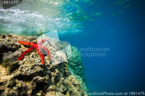 Image of beautiful red starfish on rock  underwater