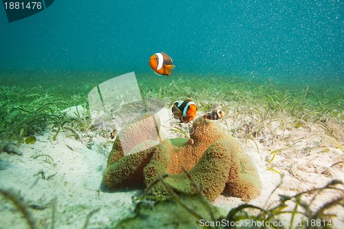 Image of family of clownfishes on sandy bottom