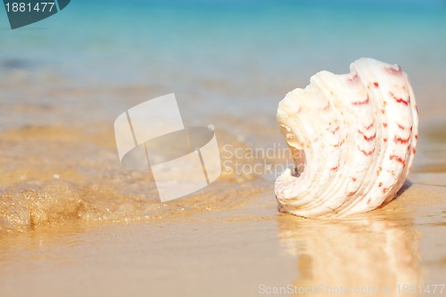 Image of seashell and waves