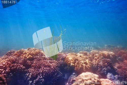 Image of seaweed on coral bottom