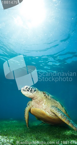 Image of sea turtle deep underwater
