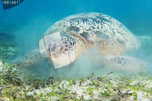 Image of turtle and suspended sand