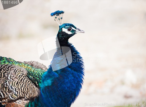 Image of Friendly peacock