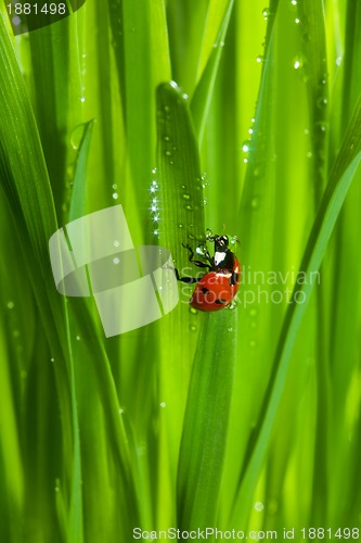 Image of ladybug on wet sparkling grass