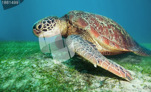 Image of Turtle on seaweed bottom