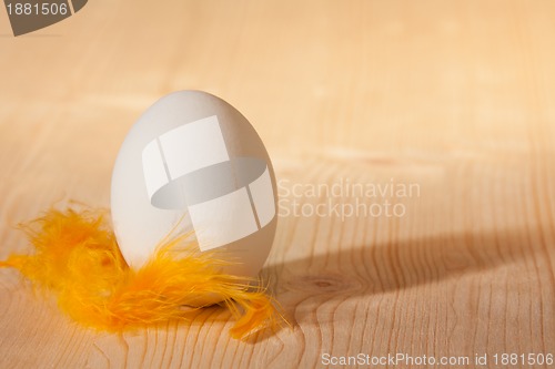 Image of chicken egg with yellow feather