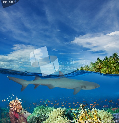 Image of Shark swimming among corals