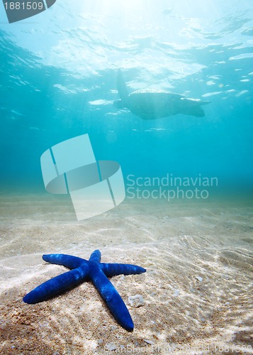 Image of Blue starfish deep underwater