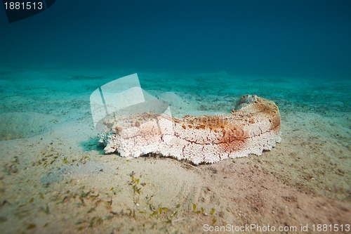 Image of Big sea cucumber on the sea bottom