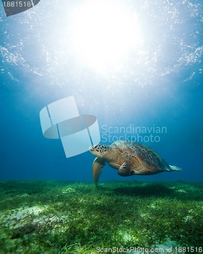 Image of swimming sea turtle in sunlight