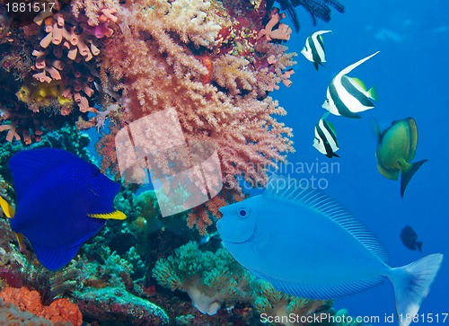 Image of Colorful underwater world