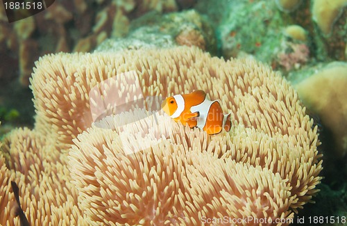 Image of little orange clownfish in anemones