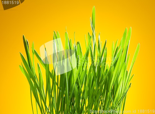 Image of Green grass on yellow background