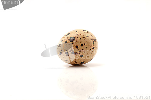 Image of Quail egg