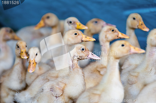 Image of Young ducks