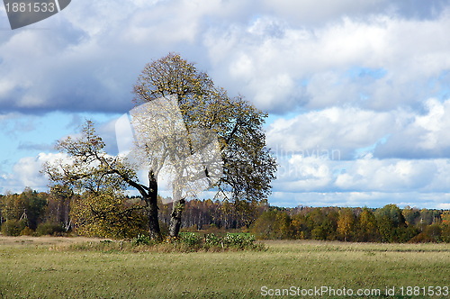 Image of Tree and the sky