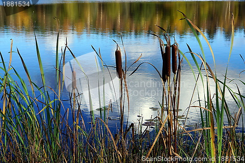 Image of Cane and lake 