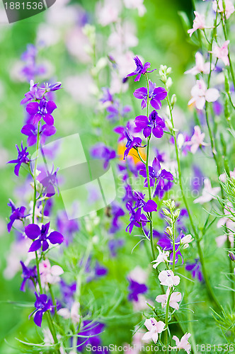 Image of Wild flowers