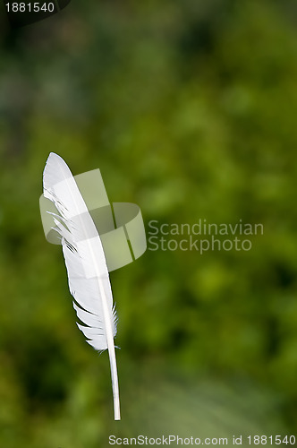 Image of Feather goose