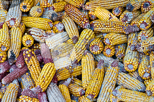Image of A lot of old corn, maize.