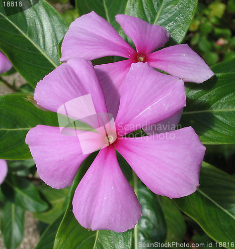 Image of Pink flowers