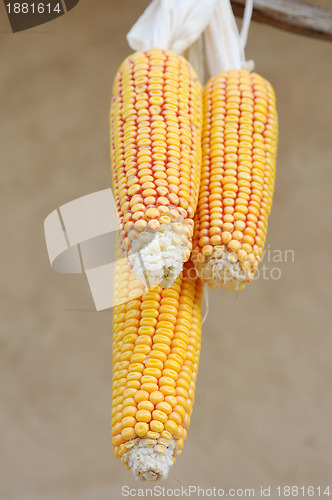 Image of Corn cobs