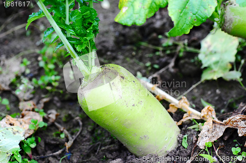 Image of White radish