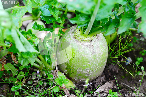 Image of White radish