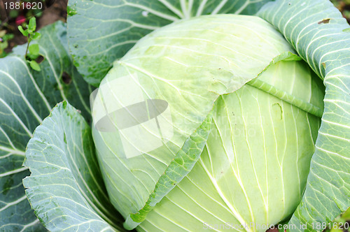 Image of Cabbage