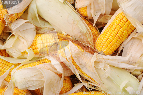 Image of Corn cobs