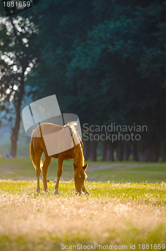 Image of A wild horse head profile portrait