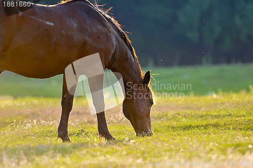 Image of A wild horse head profile portrait