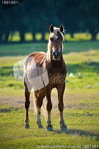 Image of A wild horse head profile portrait