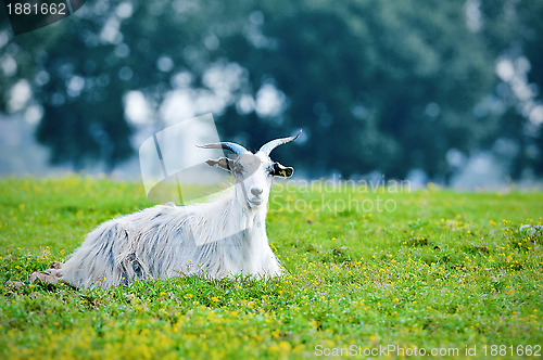 Image of Goat