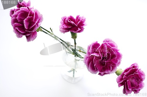 Image of Flowers in the glass